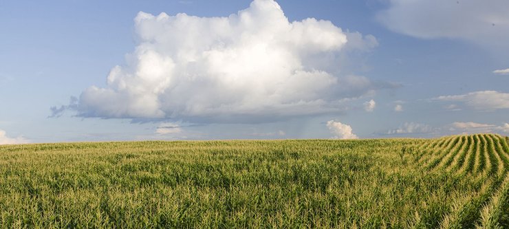 Corn field with puffy cloud in the sky above. 