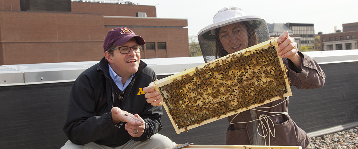 Two people install a bee colony on the roof of the Weisman Art Museum