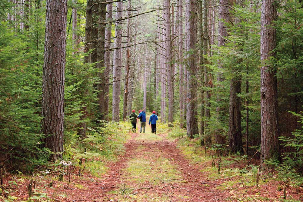Students walking in a forest.