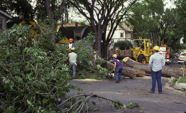 Five workers wearing hard hats remove a diseased elm tree that is dying from Dutch elm