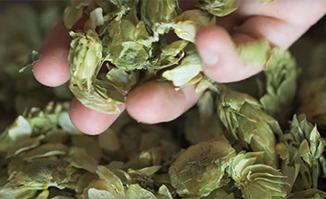 Close up of Mighty Axe CEO Eric Sannerud hand holding hops that he grew
