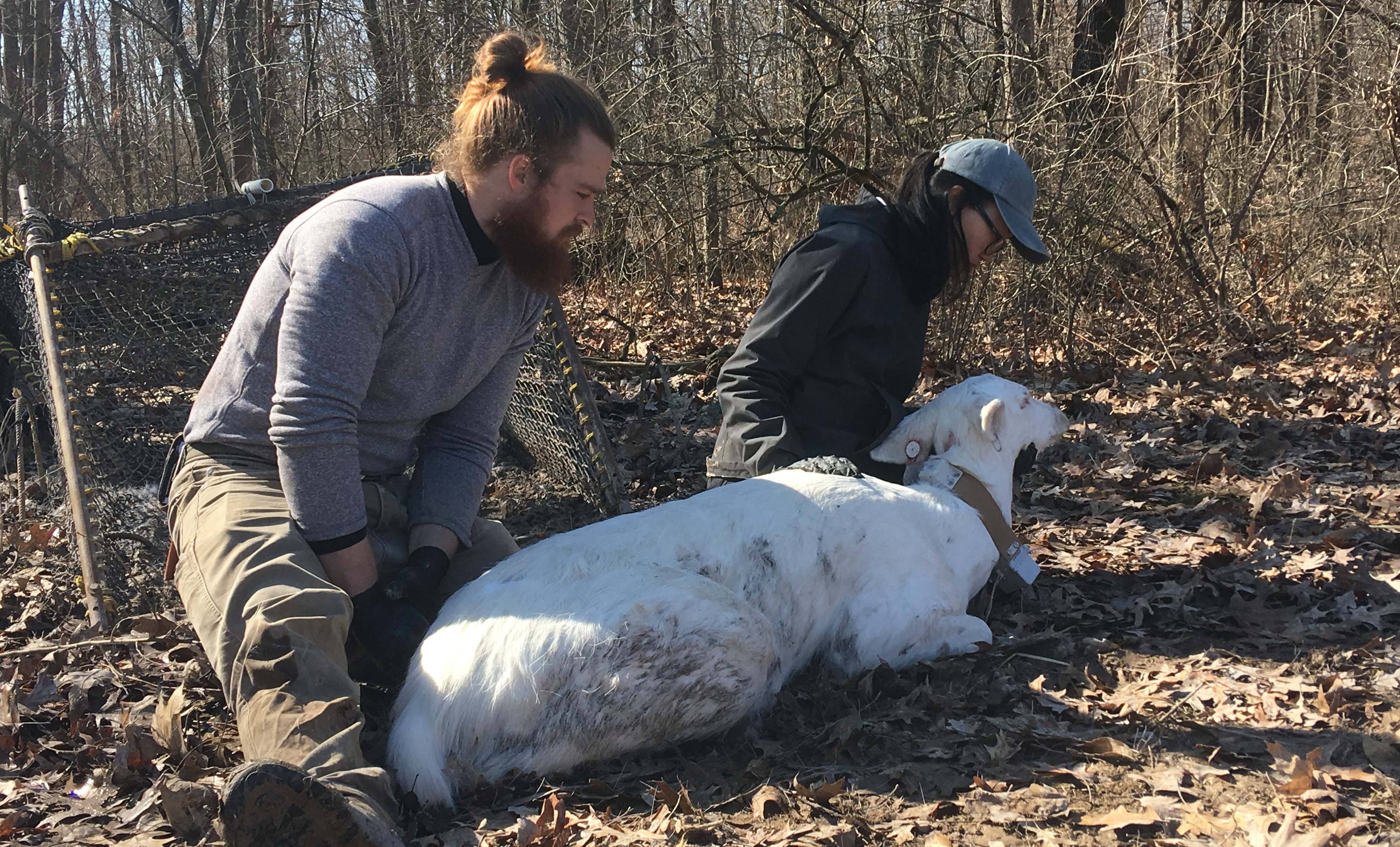 Fisheries, wildlife and conservation biology alumna Clare Tan Yi Fang with another deer capture technician and a rare albino deer.