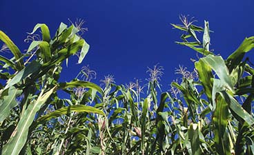 Corn growing in a field.
