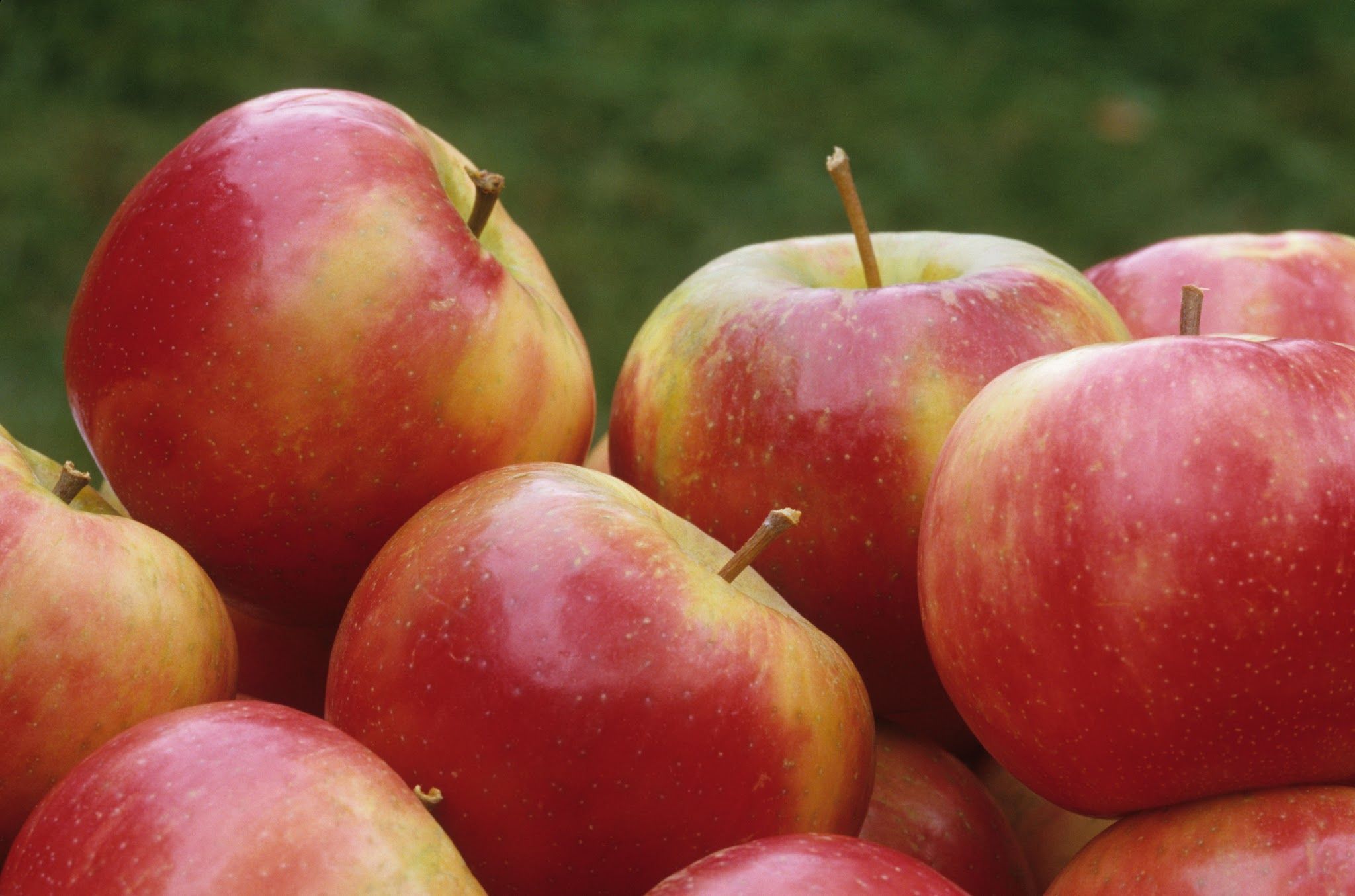 U of M researchers find the 'parents' of the Honeycrisp apple