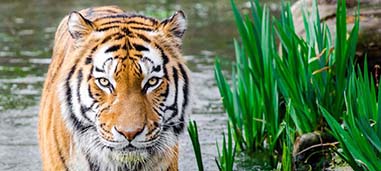 Tiger in Thailand walking out of water next to greenery.