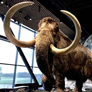 Bell Museum's wooly mammoth.
