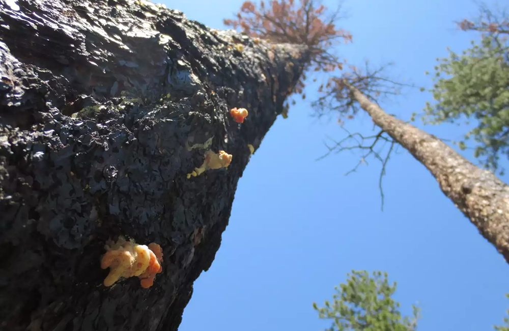 Mountain Pine Beetle On A Tree 1000x650 