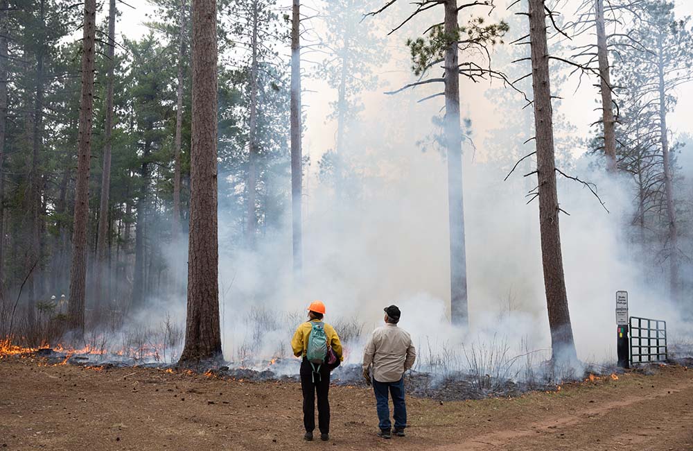 Two Burning Houses: A Natural History of Stinging Nettle - North Cascades  Institute