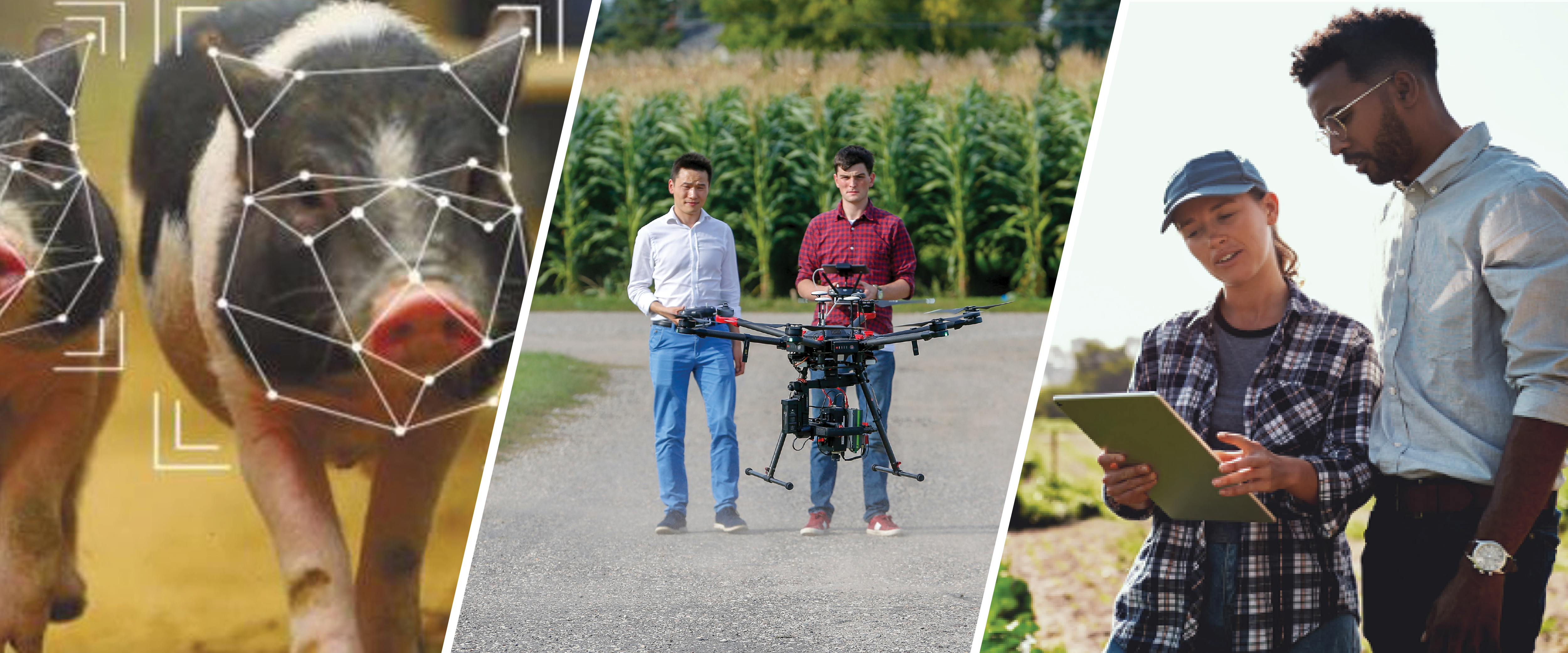 Pigs, students flying a drone, and two individuals standing in a field looking at a tablet