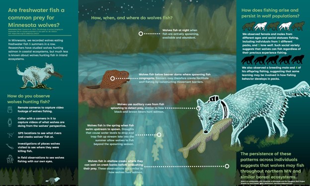 Voyageurs Wolf Project infographic.