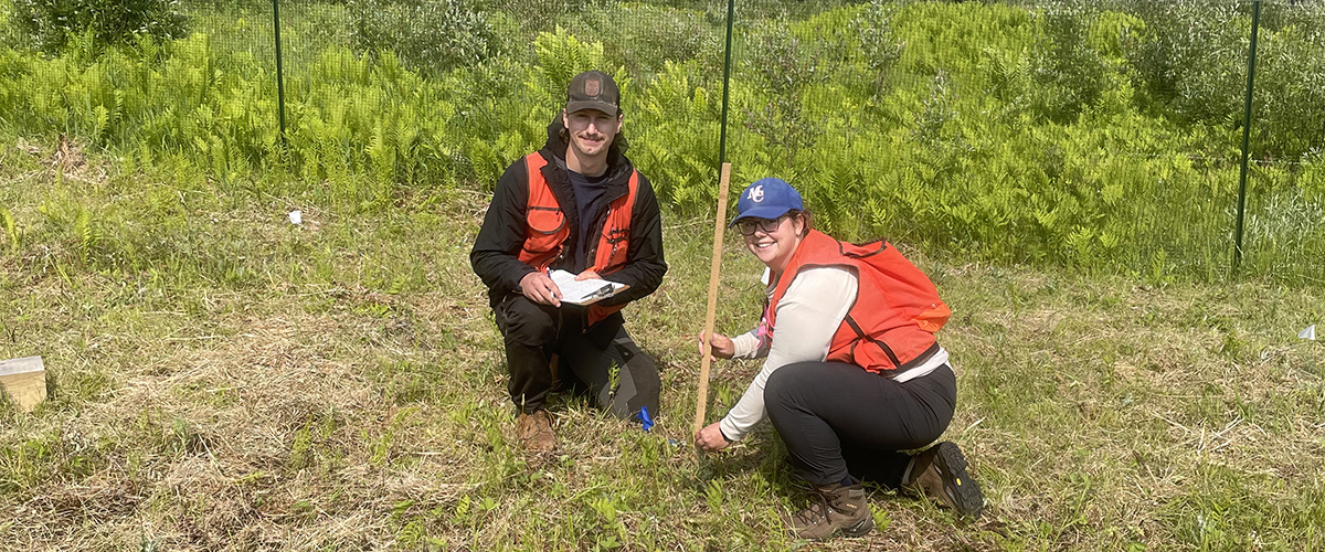 Two individuals measuring an eastern hemlock seedling