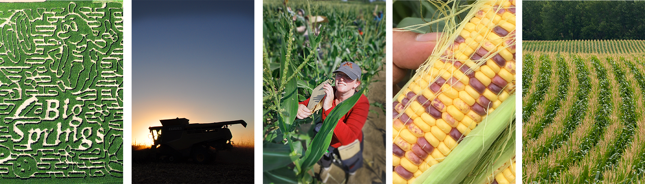 Five pictures representing the corn package. A corn maze, a combine, Candice Hirsch in a corn field, GopherGold ear of corn, and a corn field next to trees