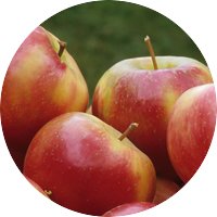 Solving the Honeycrisp apple ancestry mystery