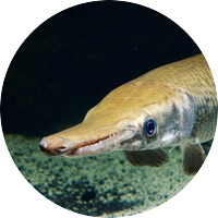 Gar