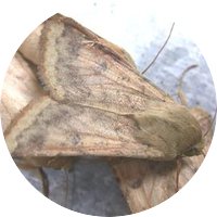 Close up of a corn earworm moth.