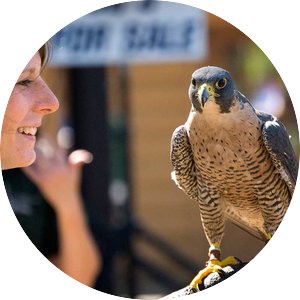 Woman holds a bird of prey at the Raptor Center