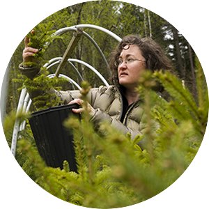 Carrie Pike with spruce subjected to different levels of early spring warming to simulate climate change and its effect on growth.