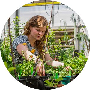 Undergraduate student in HORT 1001 working on plant propagation in a campus greenhouse