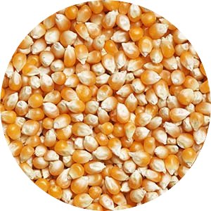 Corn seeds.