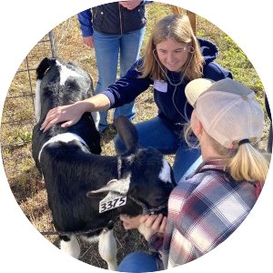 MN FFA student works with UMN student to assess a calf