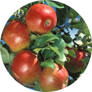 Four Honeycrisp apples on a tree. 