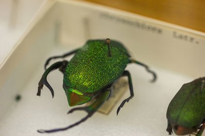 A vibrant green insect as part of the Department of Entomology's insect collection that recently reached 4 million specimen. 