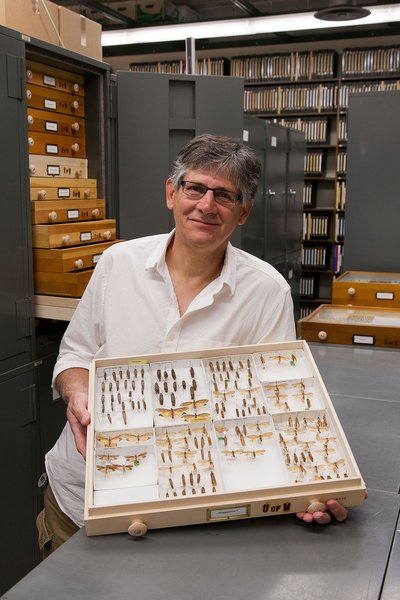 Entomology professor Ralph Holzenthal with a glass case of insects in the University's collection. 