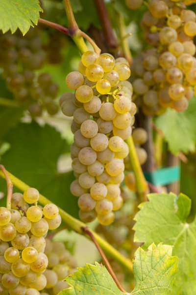 Bunches of Itasca grapes hang from the vine.