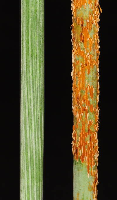 Healthy wheat on the left compared to wheat rust on the right.