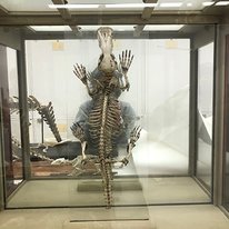 Platypus skeleton in a glass case. 
