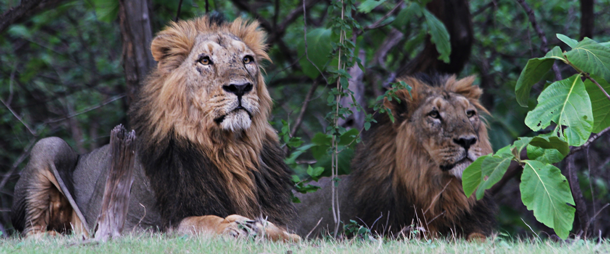 A territorial coalition of two male Asian lions in their prime.