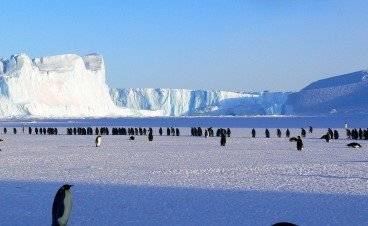 A group of penguins stand together on a sheet of ice with large ice features in the background.