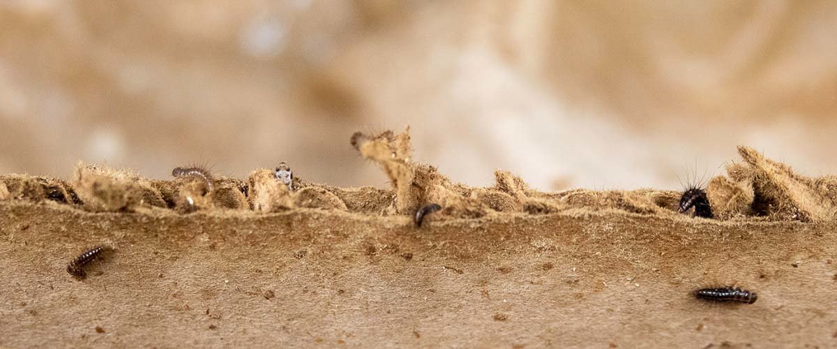 Dermestid beetles crawling on a piece of cardboard where they burrow.