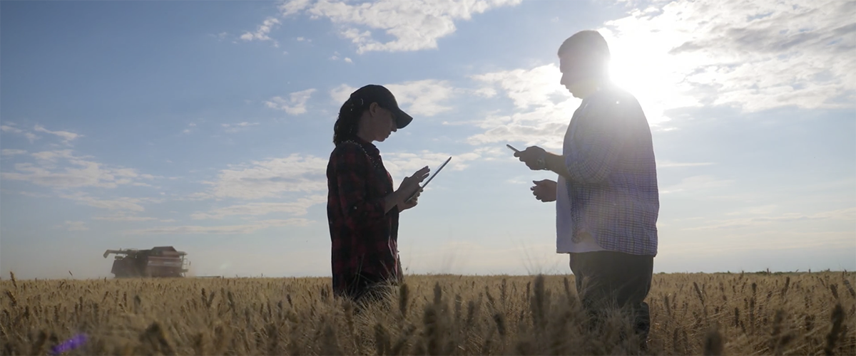 Two people standing in a field as they look at mobile devices.
