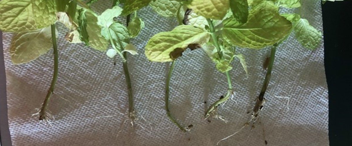 Four plants are laid out on a paper towel to show their emerging roots.