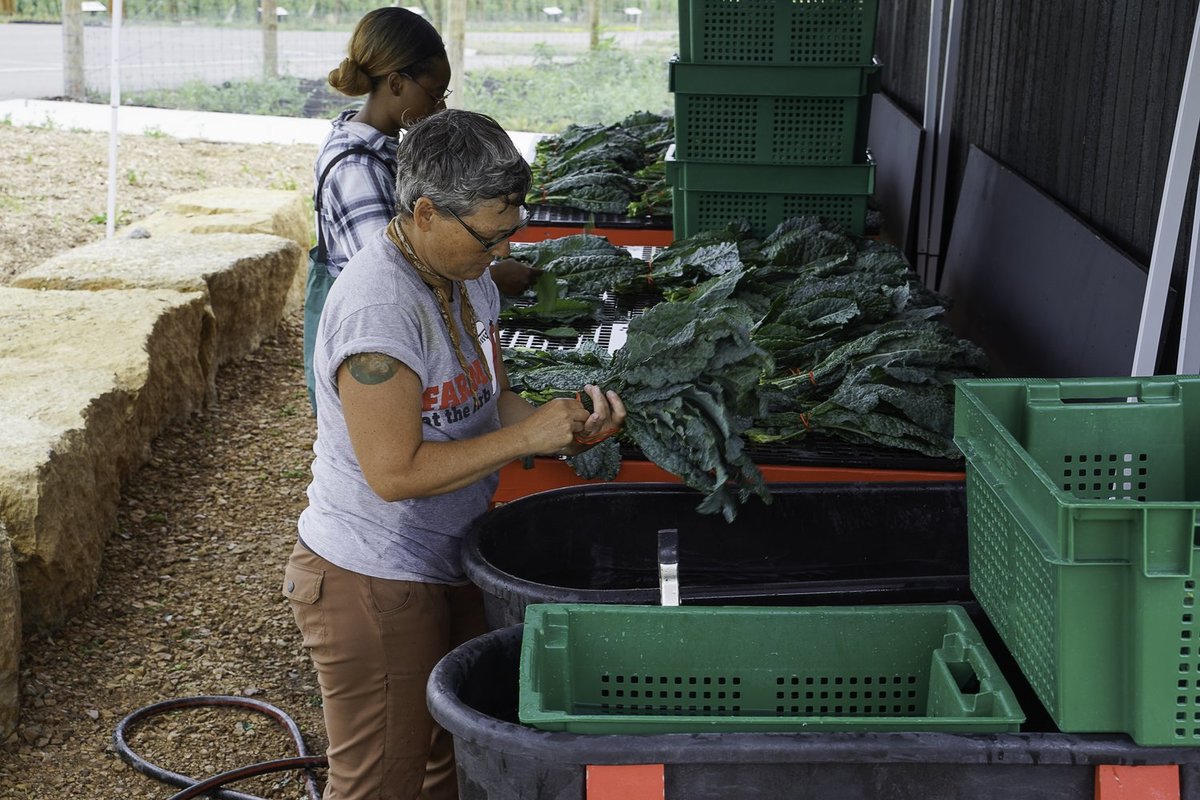 Two people working with vegetables at Farm at the Arb.