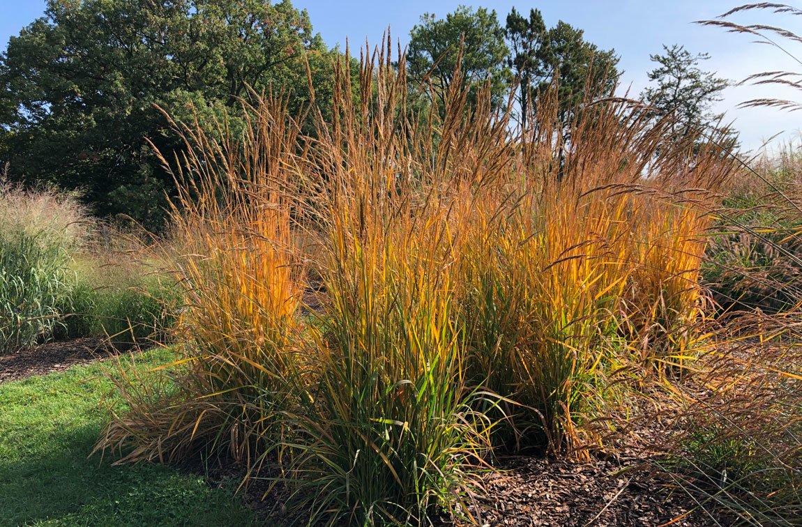 Transform Your Landscape with Decorative Grasses in MN