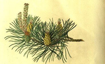 Forever Green: Conifers from The Genus Pinus Event Image