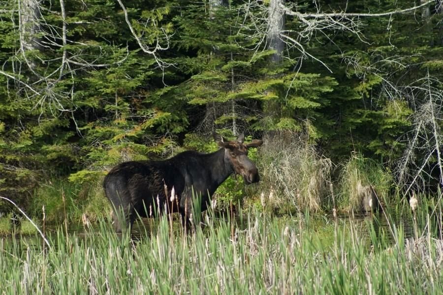 A moose in the woods.