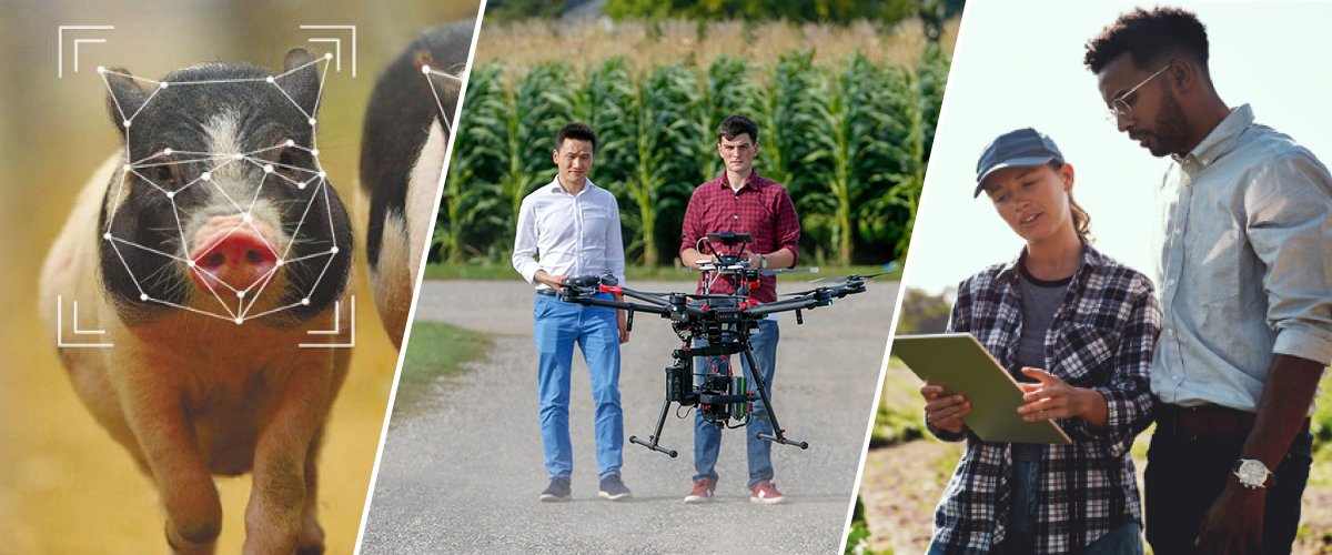 Three images side by side. A pig, two people with a drone and two people looking at a mobile device.