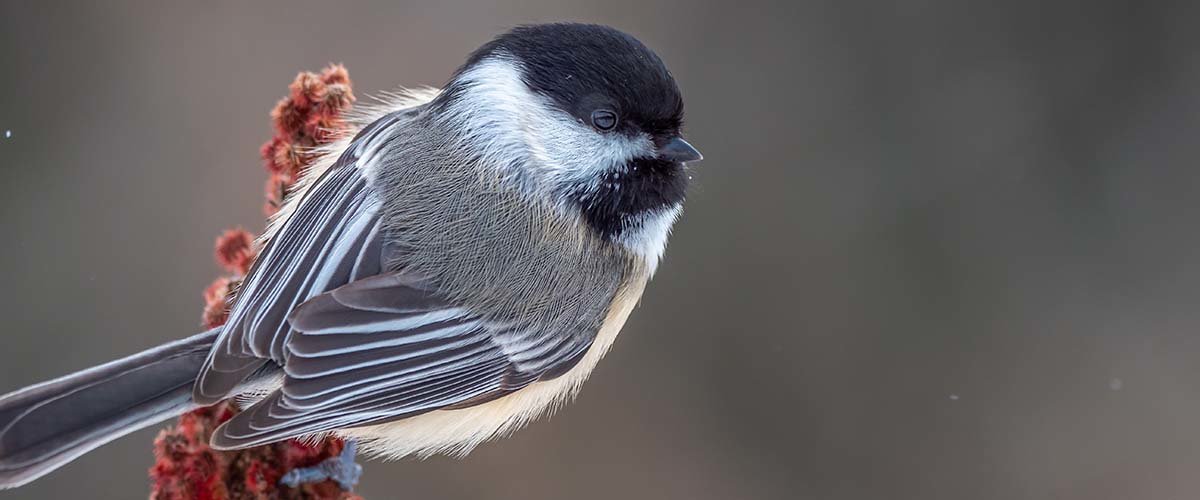 A black-capped chickadee perches on a branch.