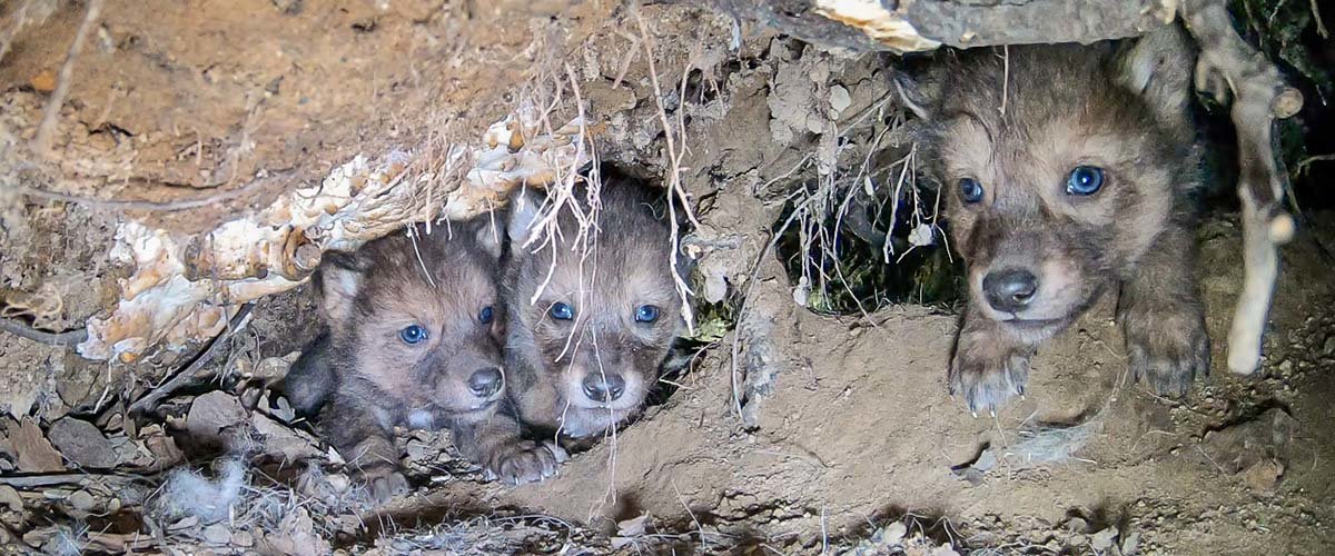 Three wolf pups peek out of their den.