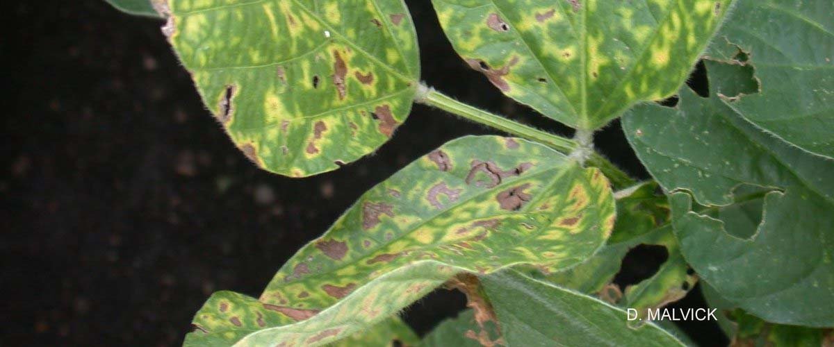 Sudden Death Syndrome on soybean leaves.