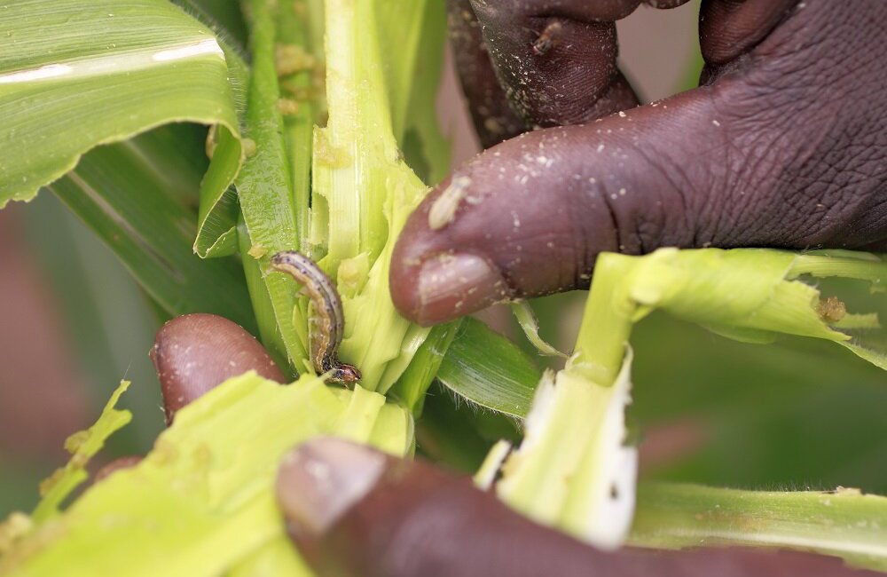Close-up of fall armyworm on African maize. 