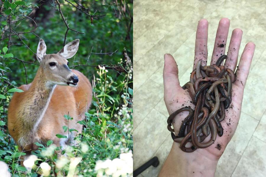 Side by side photos of a deer and a hand holding earthworms.