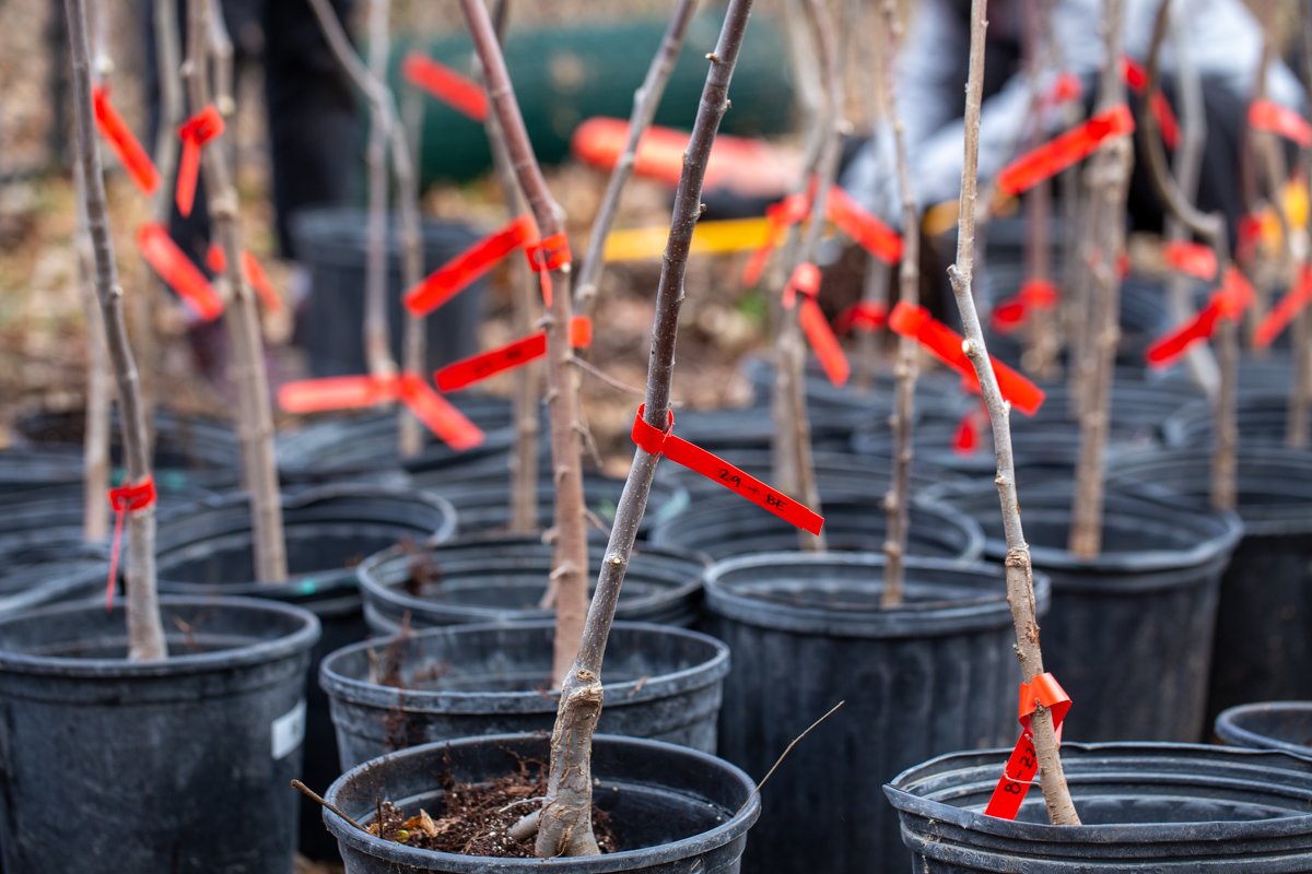 Elm trees tagged and ready for planting.