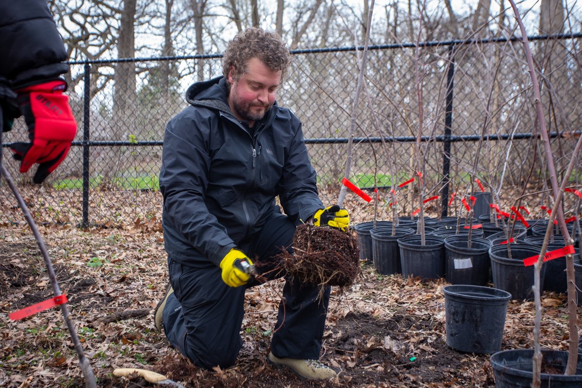 Ryan Murphy (MITPPC researcher) preps elm tree for planting.