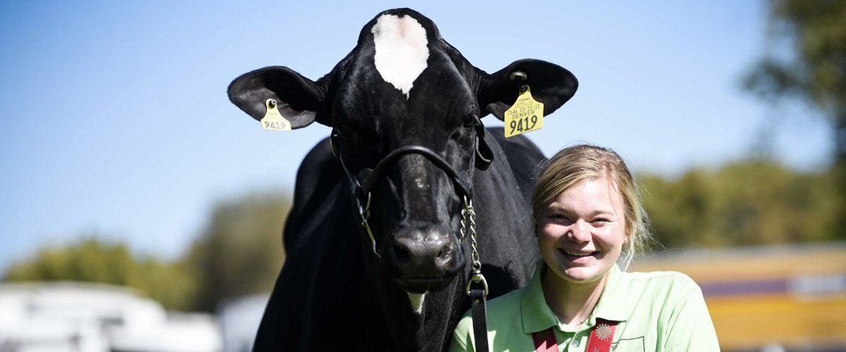 Megan Meyer with a cow. 