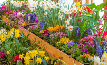 A variety of spring flowers on display at a previous year's flower show