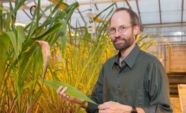 A photo of Ed Buckler examining corn